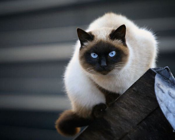 Сиамская кошка Сиамская кошка