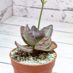 Kalanchoe Humilis (Каланхоэ)