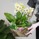 Готовый флорариум с орхидеей Лайм Икос L