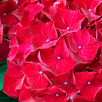 Hi Tornado (Хай Торнадо) Р12 Европа 2026