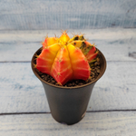 Gymnocalycium Variegata (Гимнокалициум Вариегатный)