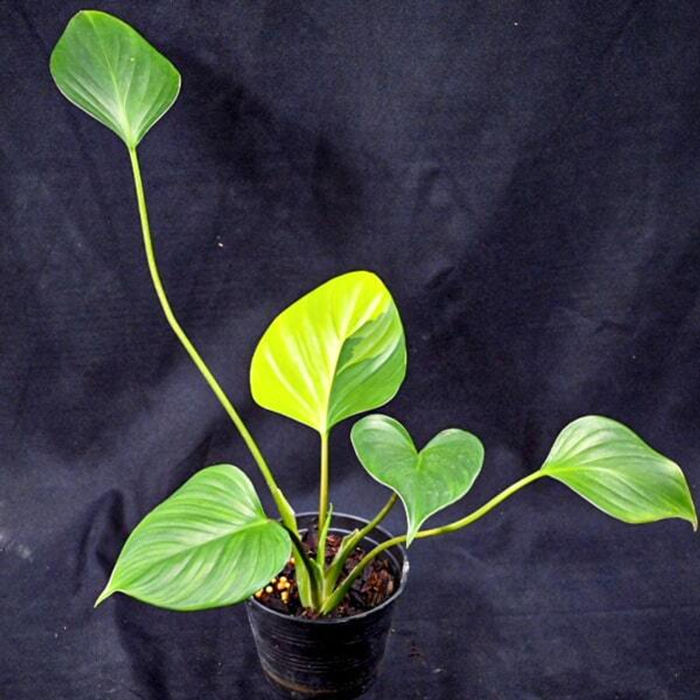 Хомаломена EXPEDITA AUREA VAR