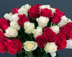 Розы 51 шт
