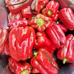 Перец Сладкий Гигантский — Big Bertha - Большая Берта