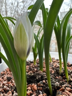 Тюльпан,луковицы Альба Коурелеа Окулята (4 штуки)