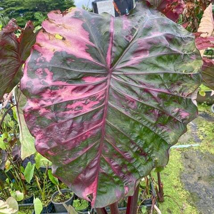 Колоказия SUKSATHIT PINK N1