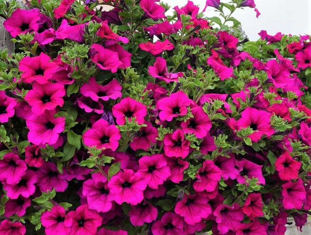 ЕВРО Петуния Surfinia® Giant Purple укореннный черенок ОКС февраль 26 Volmary