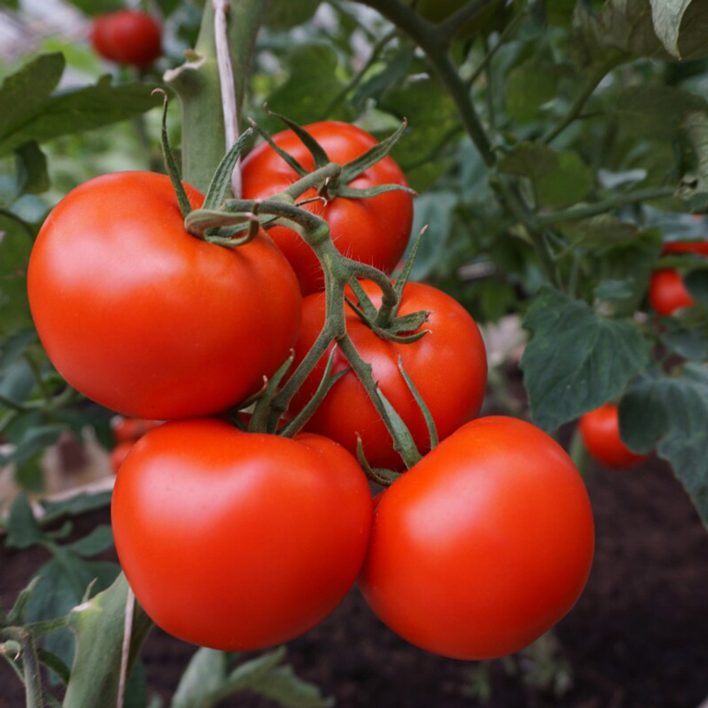 Томат Полбиг F1 10шт Мировые Семена VITA GREEN