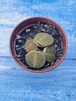 Lithops sp. (Литопсы)