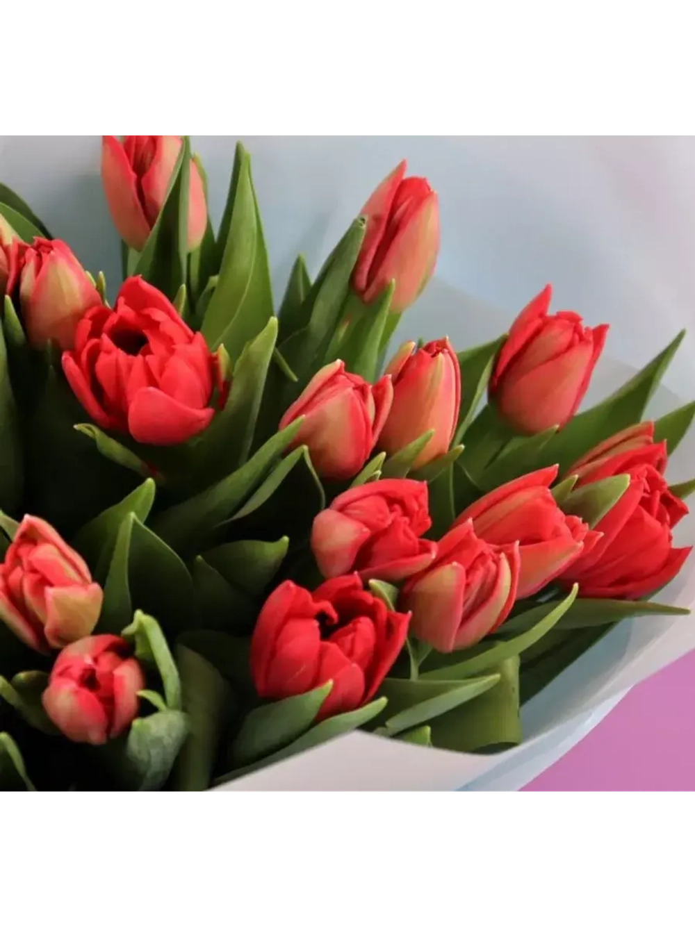 Тюльпаны пионовидные ,луковицы сорт LARGO красные (4штуки)