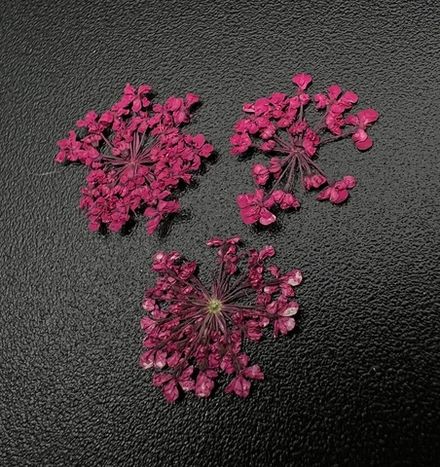 Zoo nail Сухоцветы Любимые цветочки, 1682