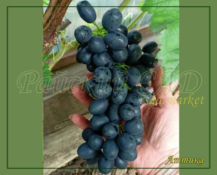 Виноград кишмиш Аттика