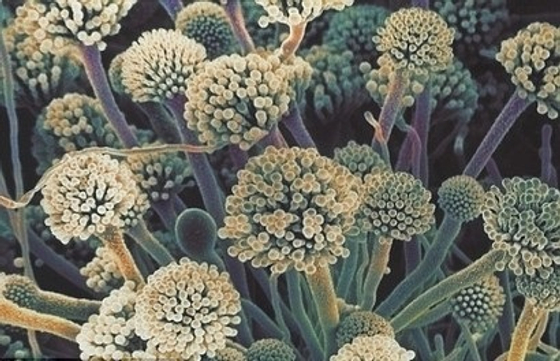 Развивающая игра Царство грибов