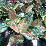 Аглаонема 9 KARAT