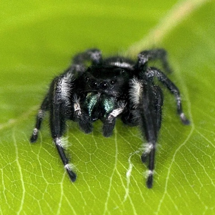 Королевский паук-скакун Самец (Phidippus regius)