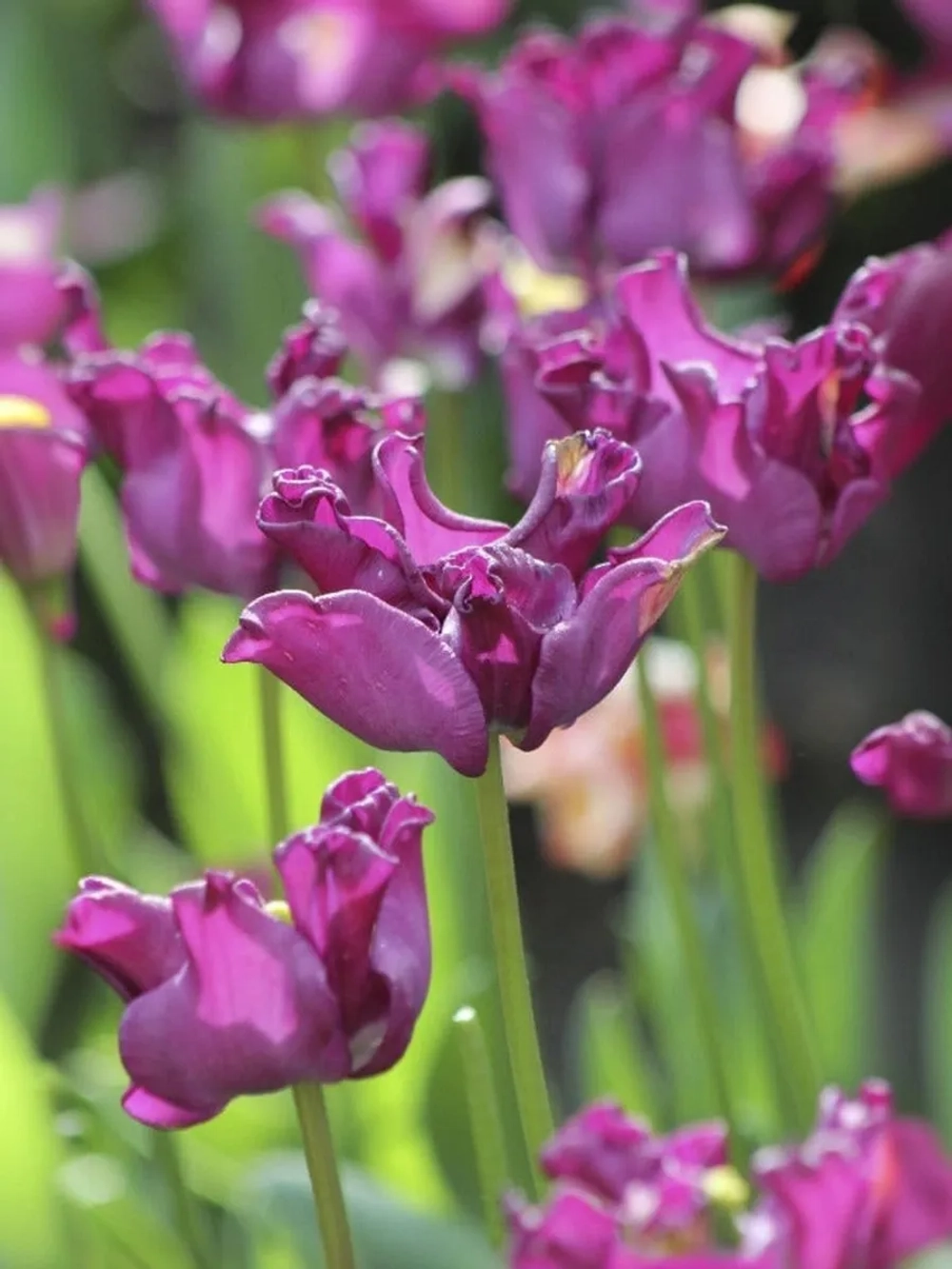 Тюльпан Экзотический Краун оф Негрита