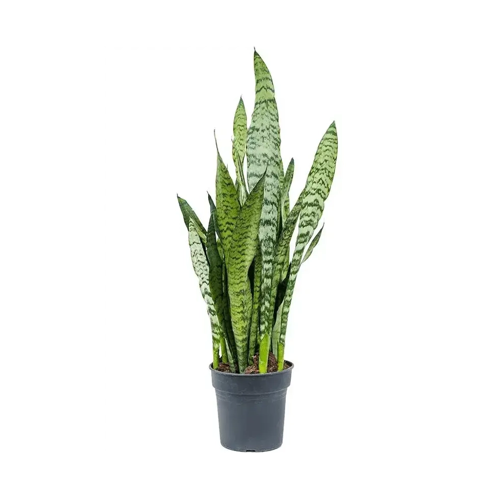 Сансевиерия