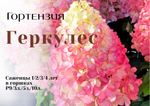 Геркулес гортензия метельчатая