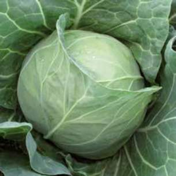 МАГНУС F1 семена капусты белокочанной Hazera купить – фото 1