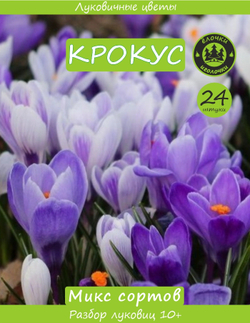 Крокус микс 24 луковицы,Голландия, разбор 10+