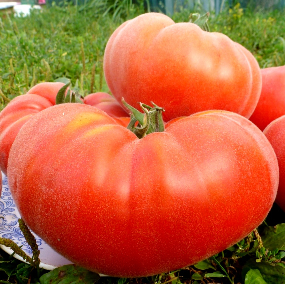 Помидоры Абрикос
