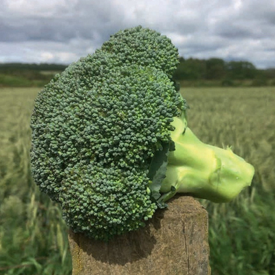 Титаниум F1 семена капусты брокколи (Seminis / Семинис)