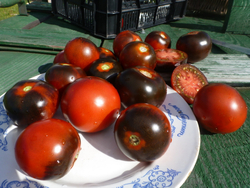 Помидоры - Blue Chocolate - Синий Шоколад