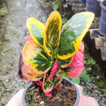 Кротон GAEW PAILIN