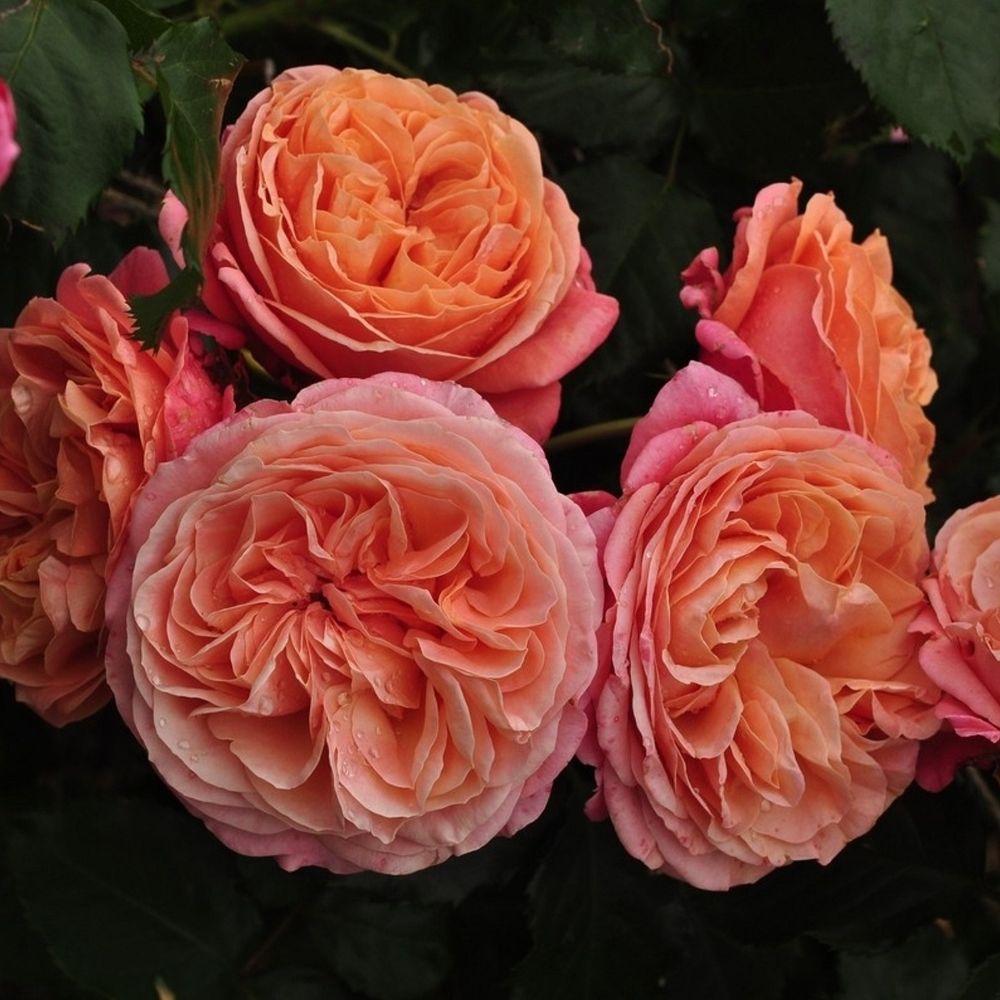 Мэри Энн (Mary Ann)