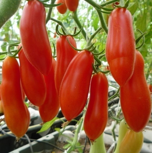 Банан красный