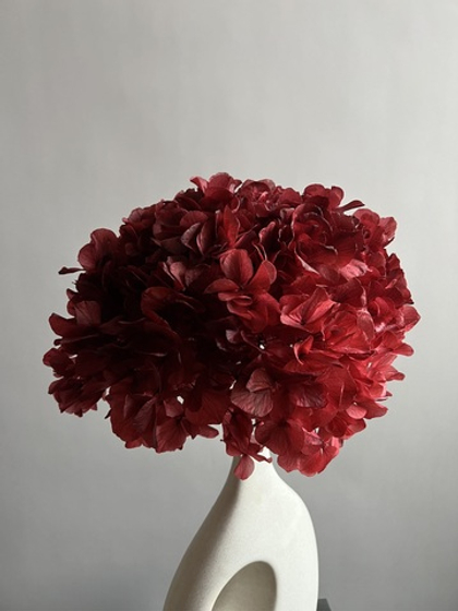 Гортензия макрофила стабилизированная винная