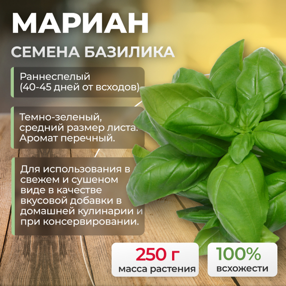 МАРИАН семена базилика (Enza Zaden) культура – фото 1