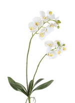 Орхидея Фаленопсис белая 2 ветки куст с корнями