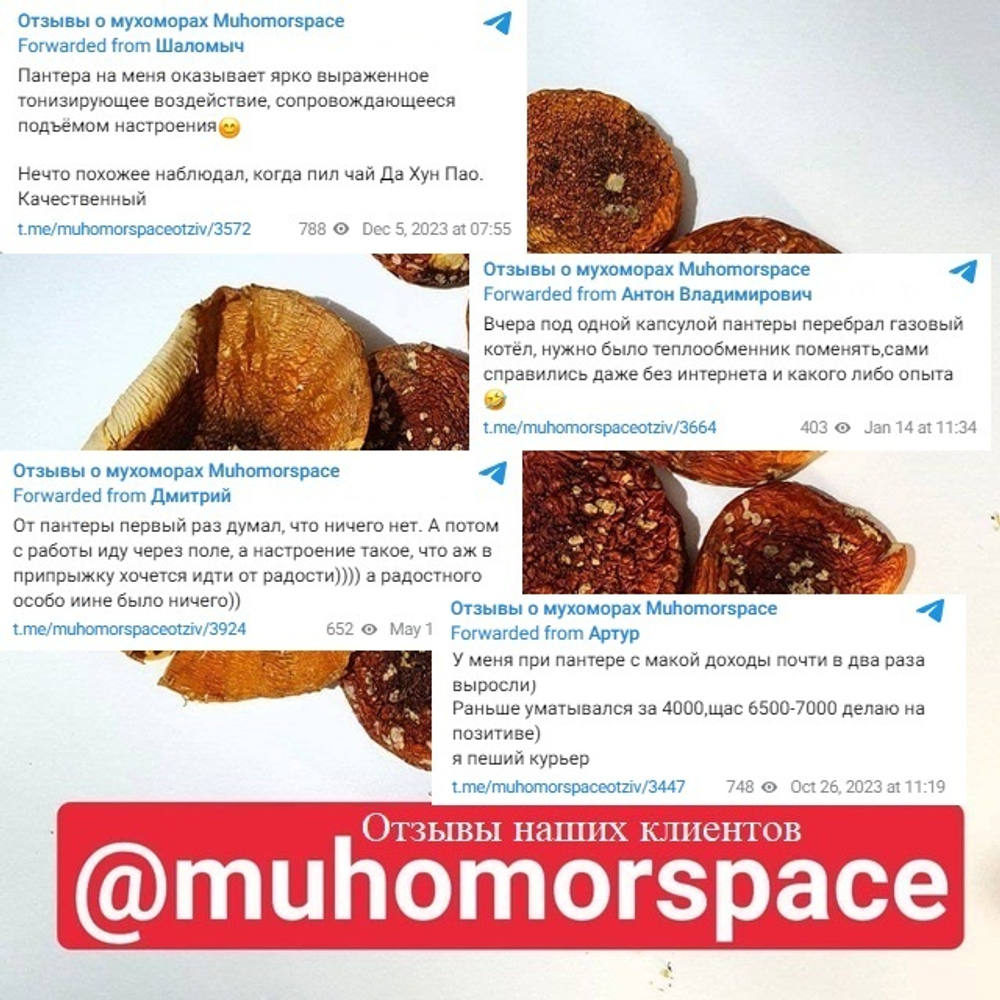 Мухомор пантерный в капсулах на 1 месяц 60 капсул. Сбор 2024 года!