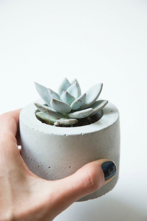 Эхеверия Дымчатая