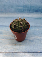 Gymnocalycium Friedrichii (Гимнокалициум)