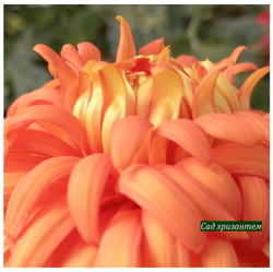 Matlock Amber крупноцветковая хризантема ☘  ан 19   (временно нет в наличии)
