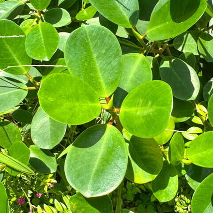 Фикус кольчатый – Ficus annulata