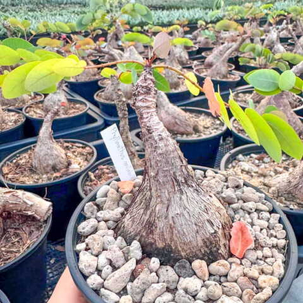 Филлантус MIRABILIS size L