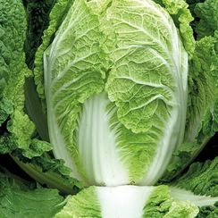 ПРЕДУРО F1 семена капусты пекинской (Takii | Alexagro)