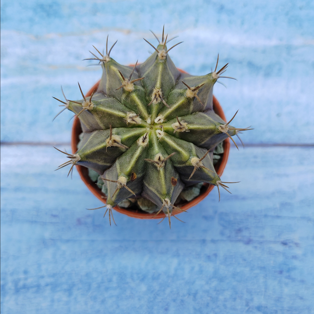 Gymnocalycium Friedrichii (Гимнокалициум)