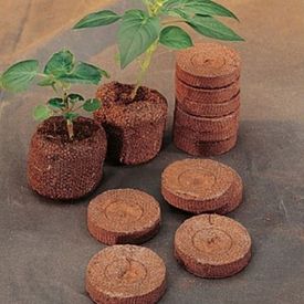 Как ухаживать за рассадой в торфяных таблетках?