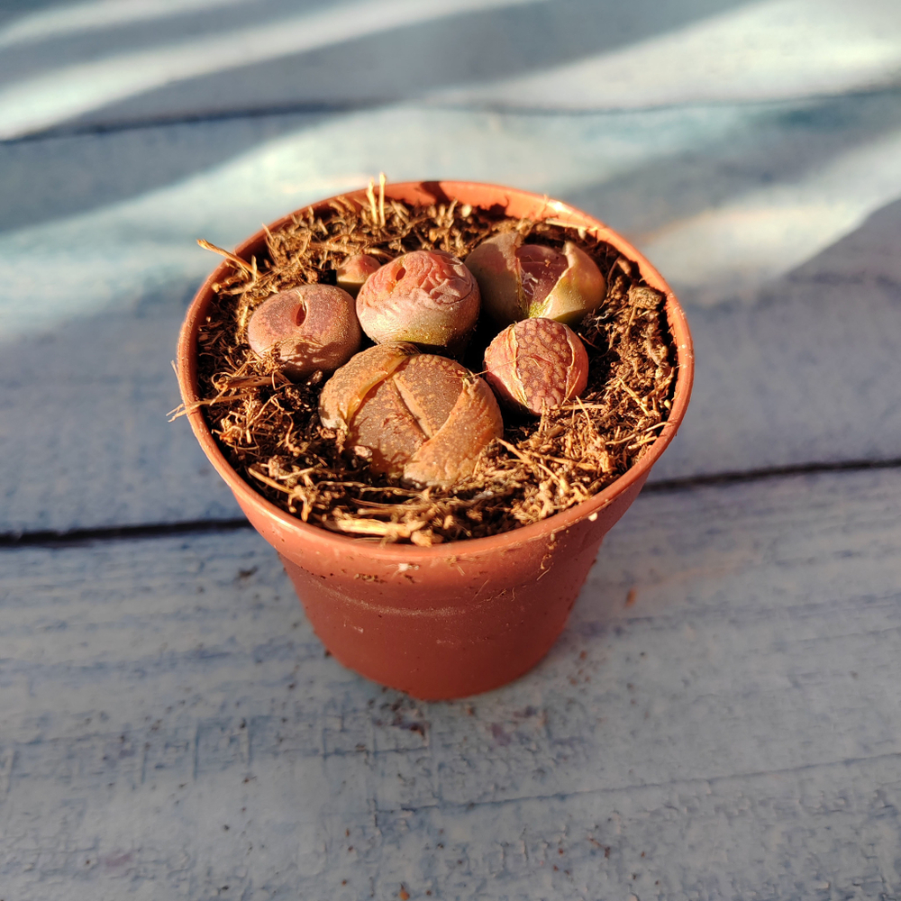 Lithops sp. (Литопсы)