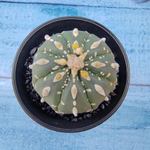 Astrophytum Asterias (Астрофитум)