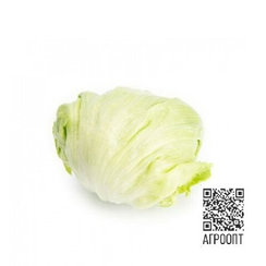 Изанас семена салата айсберг (Rijk Zwaan / Райк Цваан)