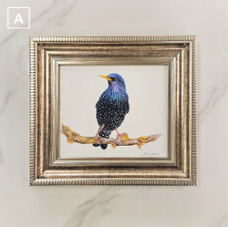 Картина авторская акварель "Скворец"