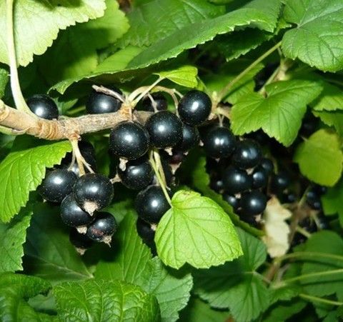 Смородина черная Багира