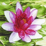 "Водяная лилия"-1213 канва с рисунком