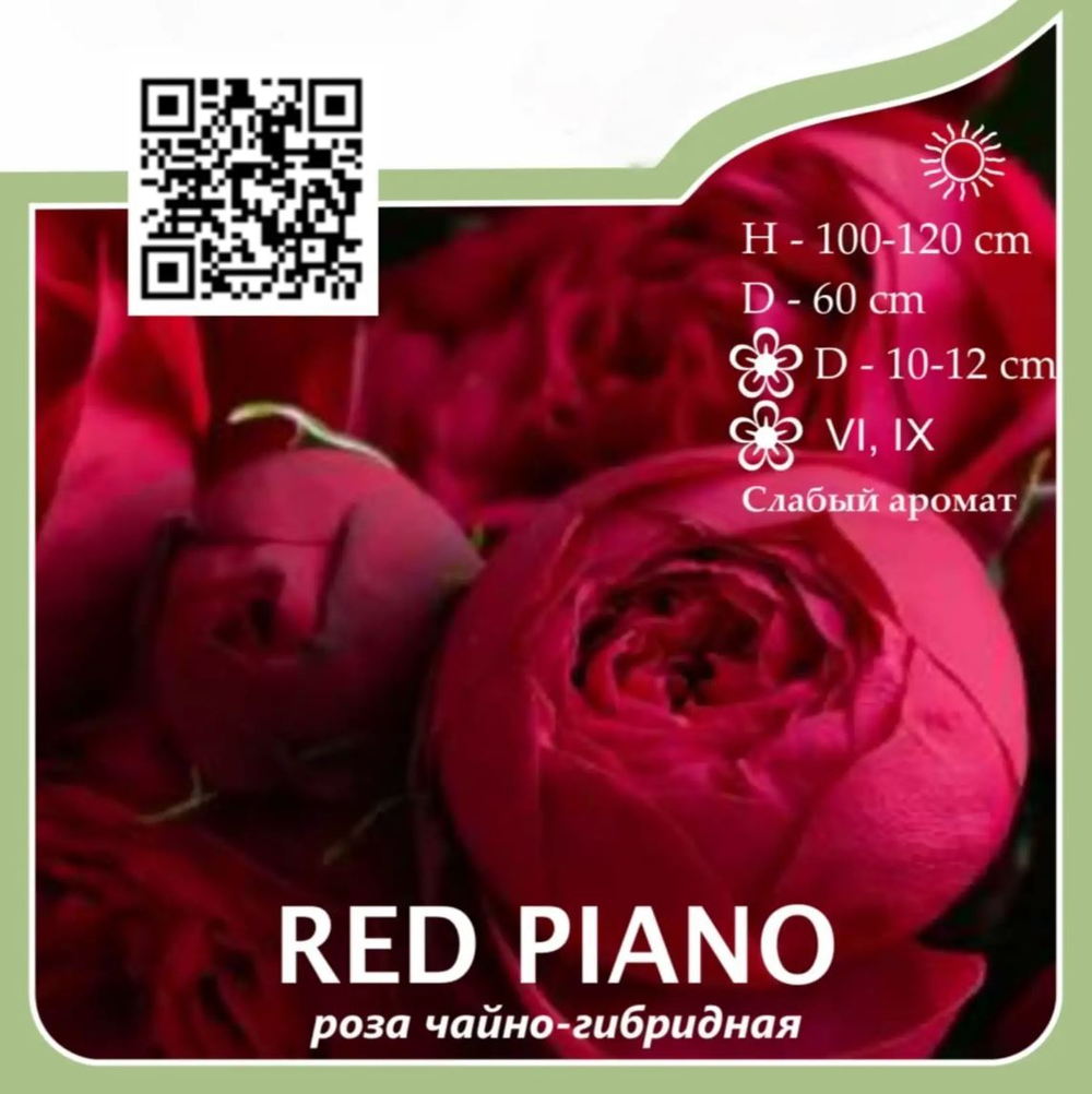 Роза чайно-гибридная "Red Piano"
