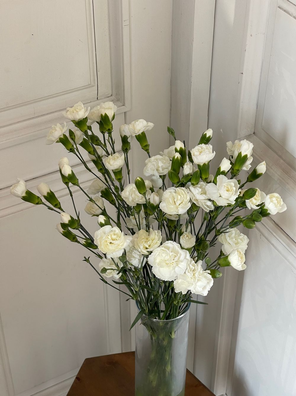 Диантусы кустовые белые